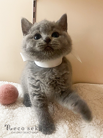 ブリティッシュショートヘア