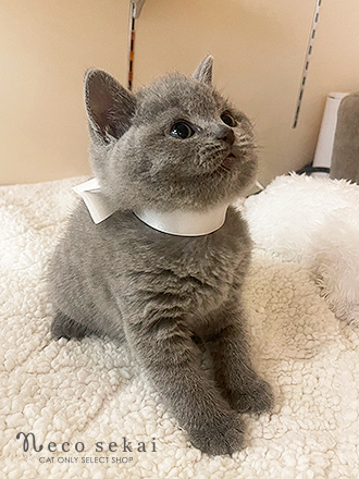 ブリティッシュショートヘア