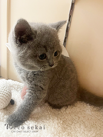 ブリティッシュショートヘア