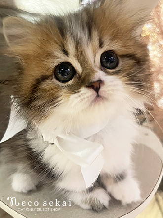 ミヌエット（生後約2ヶ月）が新しくお店に仲間入りしました。