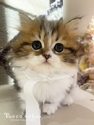 ミヌエット（生後約2ヶ月）が新しくお店に仲間入りしました。