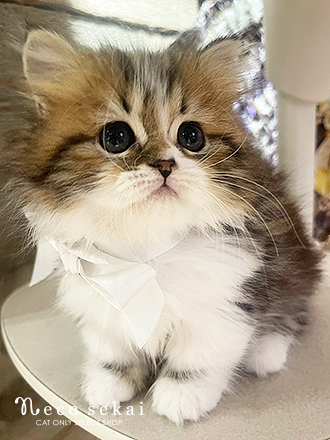 ミヌエット（生後約2ヶ月）が新しくお店に仲間入りしました。