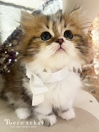 ミヌエット（生後約2ヶ月）が新しくお店に仲間入りしました。