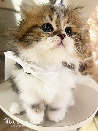 ミヌエット（生後約2ヶ月）が新しくお店に仲間入りしました。