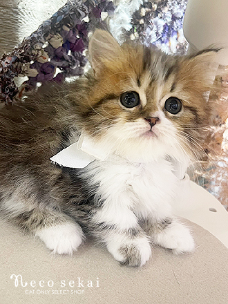 ミヌエット（生後約2ヶ月）が新しくお店に仲間入りしました。