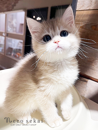 ブリティッシュショートヘア