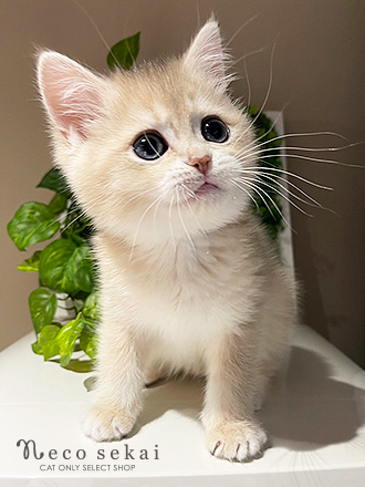 ブリティッシュショートヘア