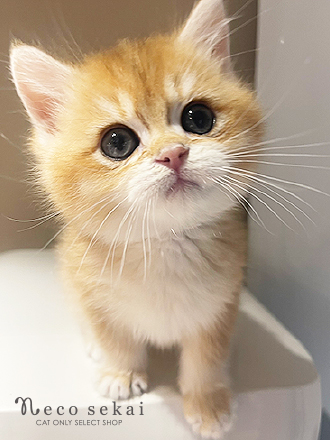 ブリティッシュショートヘア