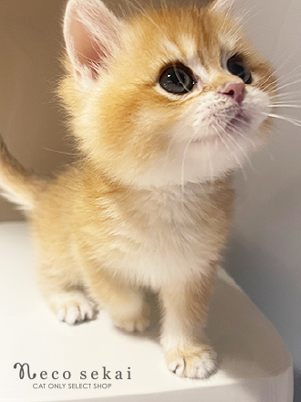 ブリティッシュショートヘア