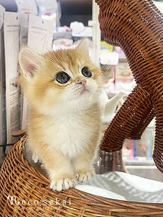 ブリティッシュショートヘア