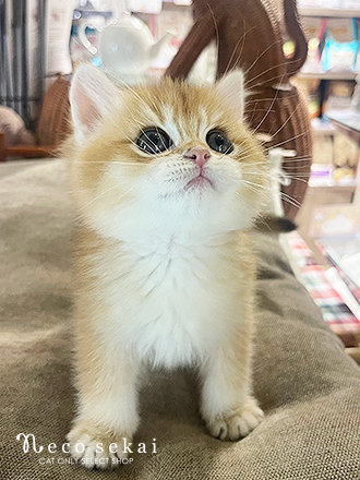 ブリティッシュショートヘア