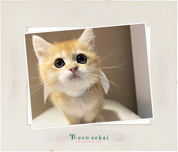 ブリティッシュショートヘア