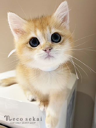 ブリティッシュショートヘア