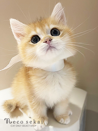 ブリティッシュショートヘア