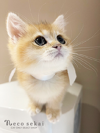 ブリティッシュショートヘア
