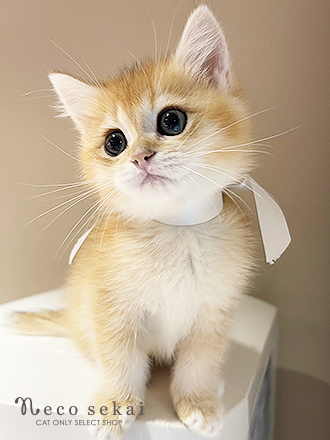 ブリティッシュショートヘア