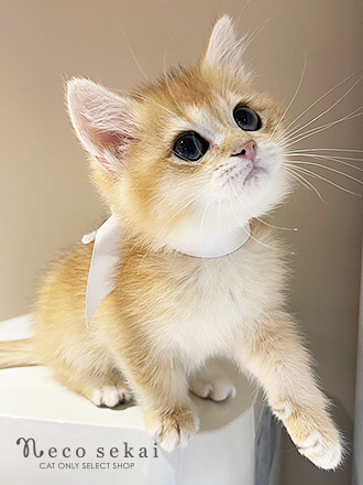 ブリティッシュショートヘア