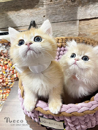 ブリティッシュショートヘア