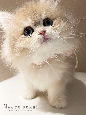 ブリティッシュロングヘア