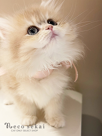 ブリティッシュロングヘア