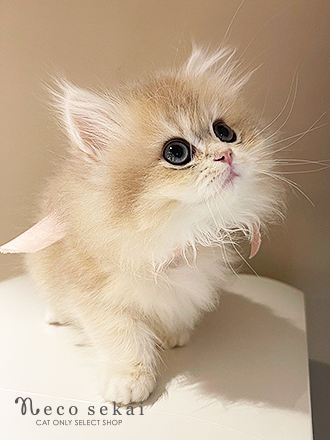 ブリティッシュロングヘア