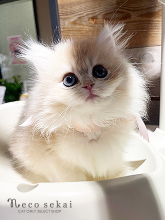 ブリティッシュロングヘア