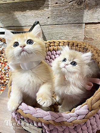 ブリティッシュロングヘア