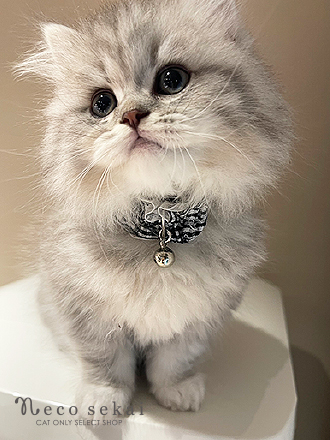 ブリティッシュロングヘア