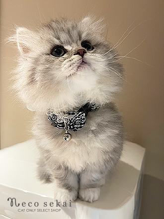 ブリティッシュロングヘア