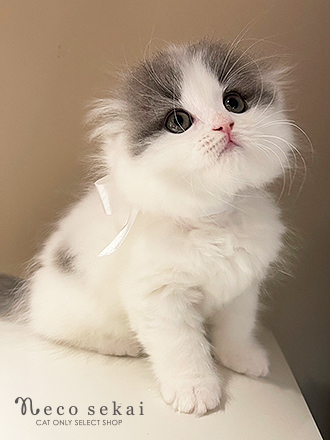 スコティッシュフォールド