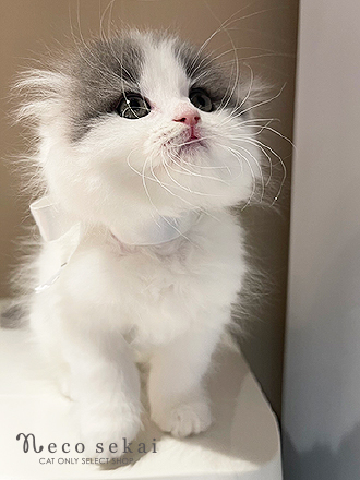 スコティッシュフォールド