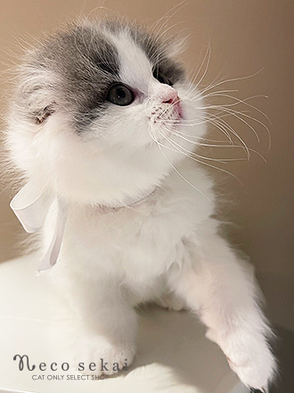 スコティッシュフォールド