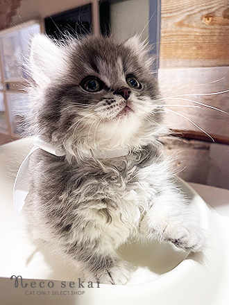 マンチカン（ロングヘア）