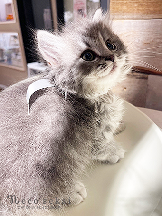 マンチカン（ロングヘア）