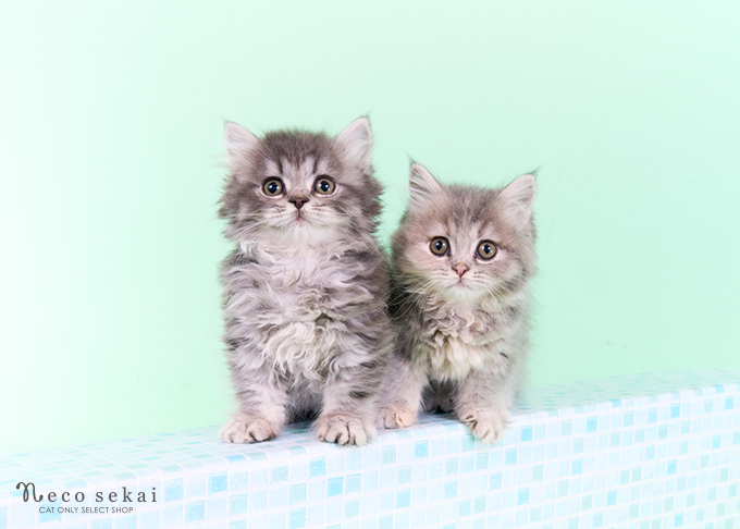 マンチカン