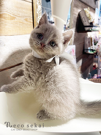 ブリティッシュショートヘア