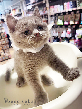 ブリティッシュショートヘア