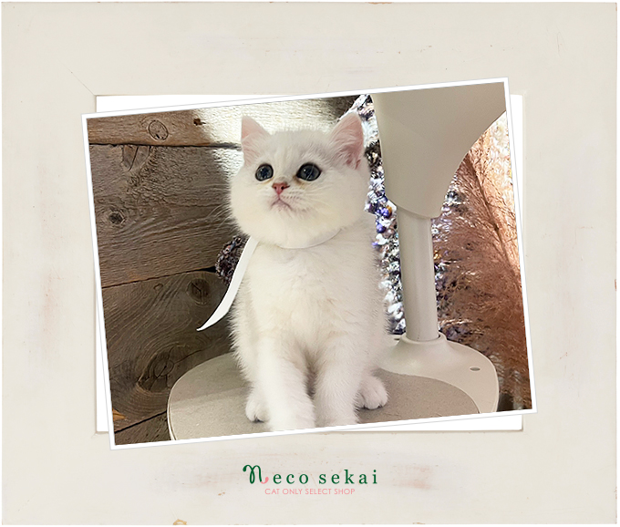 ブリティッシュショートヘア