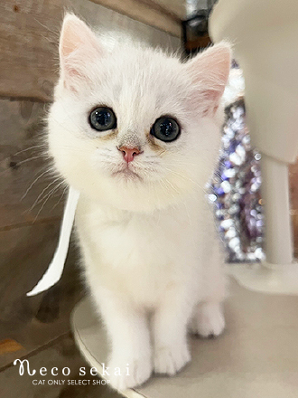 ブリティッシュショートヘア