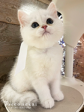 ブリティッシュショートヘア
