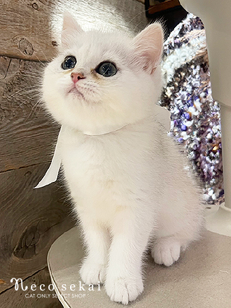 ブリティッシュショートヘア