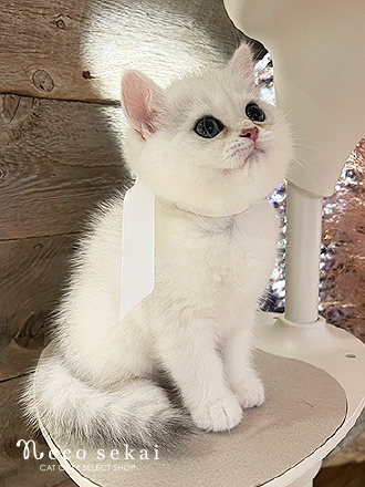 ブリティッシュショートヘア