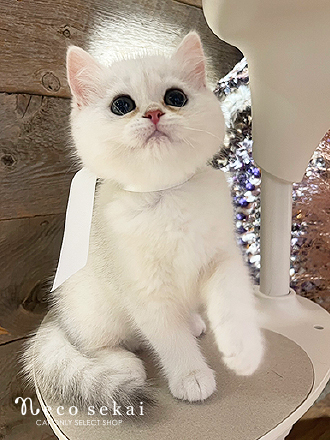 ブリティッシュショートヘア