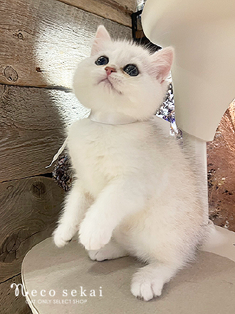 ブリティッシュショートヘア