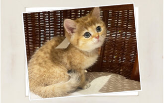 ブリティッシュショートヘア