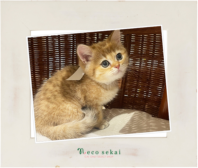 ブリティッシュショートヘア