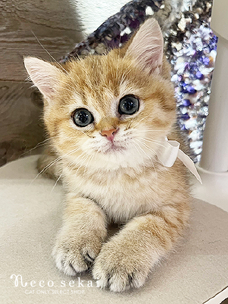 ブリティッシュショートヘア