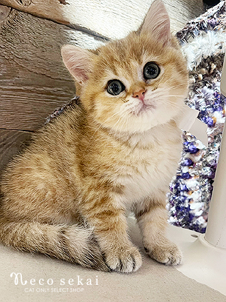 ブリティッシュショートヘア