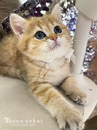 ブリティッシュショートヘア