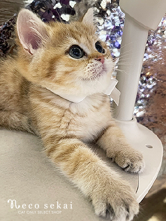 ブリティッシュショートヘア